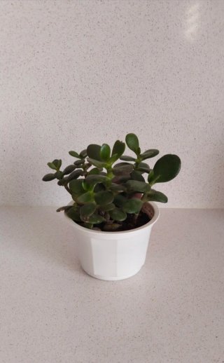Árbol de Jade y piedra de Sierra Morena en maceta