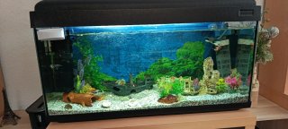 200L pecera