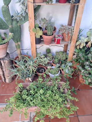 Plantas variadas