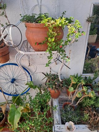 Plantas variadas