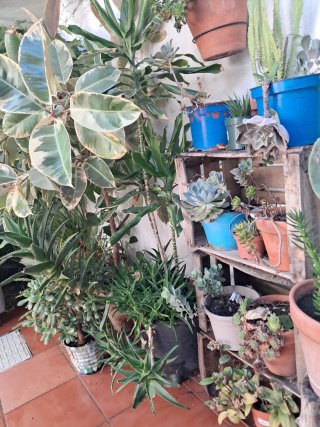 Plantas variadas
