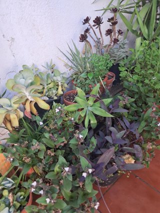Plantas variadas