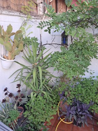 Plantas variadas