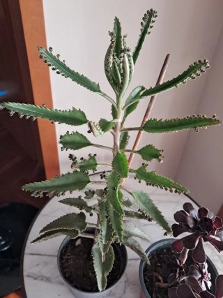 2 Plantas Suculentas