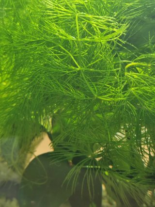 Acuario para plantas y gambas