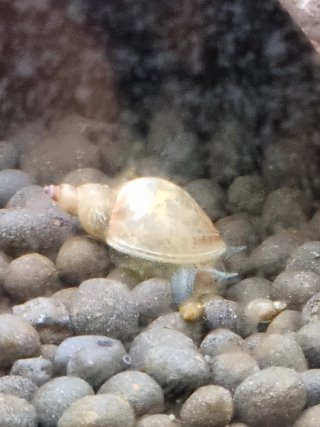 Acuario para plantas y gambas