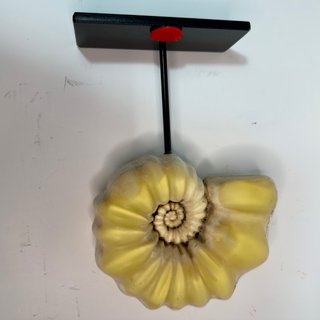 Réplica Amonite Blanca y Amarilla