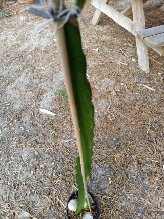 Cactus en maceta