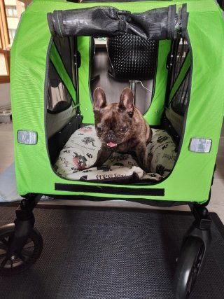 Remolque y carro para perro gris y verde.