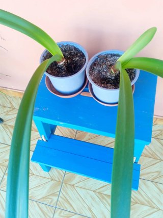Bulbo Amarilis en maceta