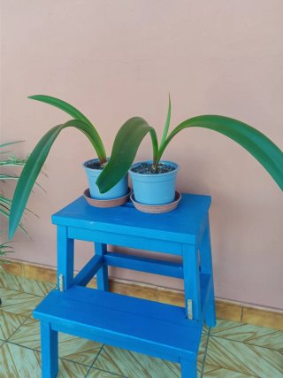 Bulbo Amarilis en maceta