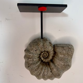 Réplica Amonite Gris