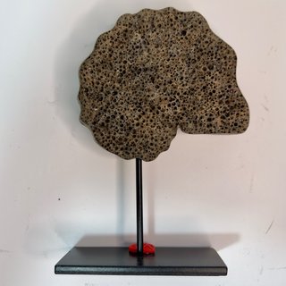 Réplica Amonite Gris