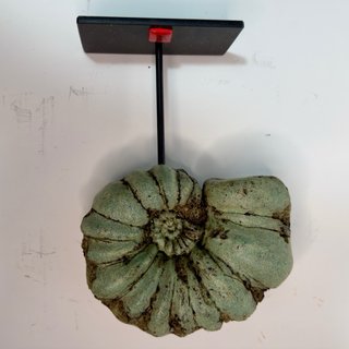 Réplica Amonite Verde