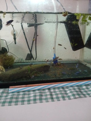 Betta Fish Tank