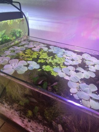 Plantas flotantes para acuario/estanque