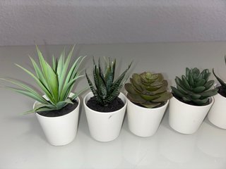 Plantas suculentas en maceta blanca 1€ cada una
