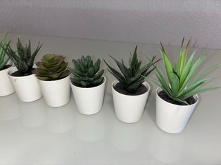 Plantas suculentas en maceta blanca 1€ cada una