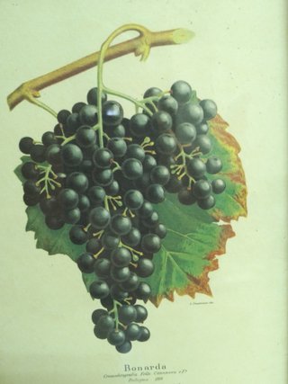 3 Cuadros Uvas