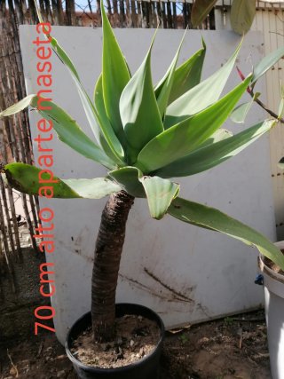 Planta Agave Attenuata