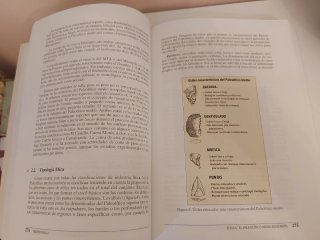 Prehistoria I Las primeras etapas de la humanidad