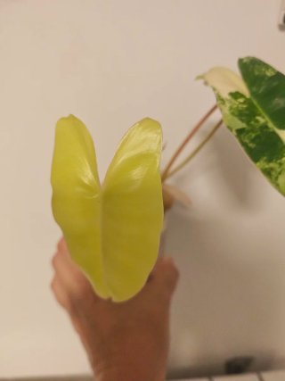 Esqueje Philodendron Burle Marx Variegado