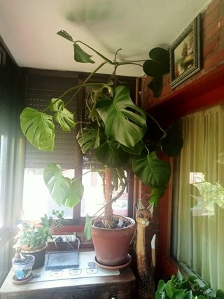 Monstera 130cm en maceta de 36cm de diámetro