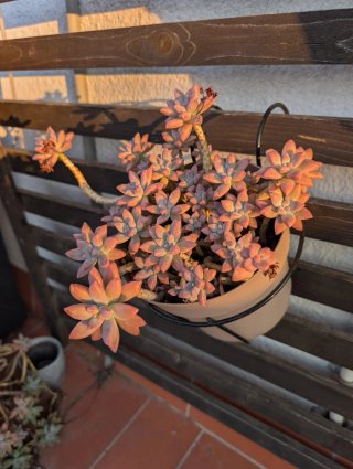 Planta Suculenta Fantasma