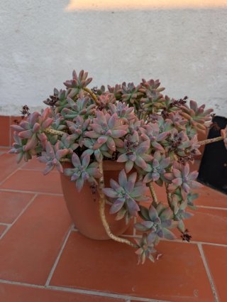 Planta Suculenta Fantasma
