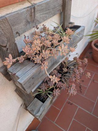 Planta Suculenta Fantasma