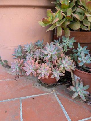 Planta Suculenta Fantasma