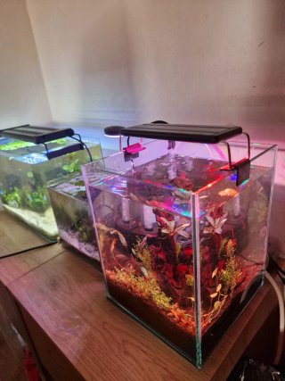 Nano cubo plantado y equipado
