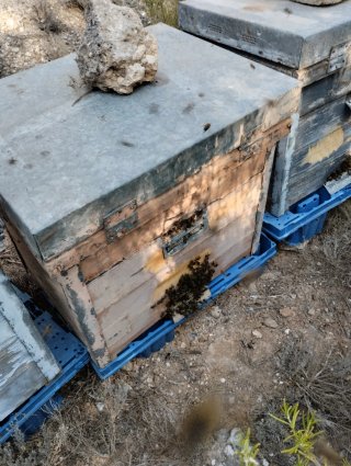 10 Colmenas de madera