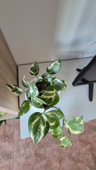 Potos variegado N'Joy