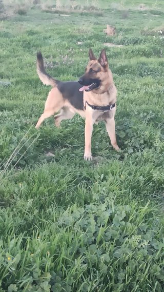 Cuidadora de perros