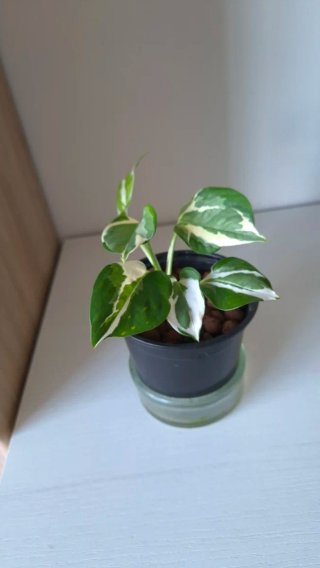 Potos variegado N'Joy Mini