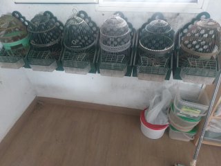 Jaulas y casilleros para pájaros