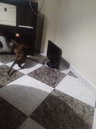 TV LG