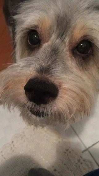CUIDADOR - PASEADOR DE PERROS 10€/HS
