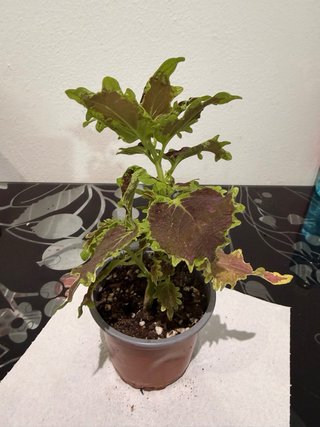 Intercambio de plantas | También venta