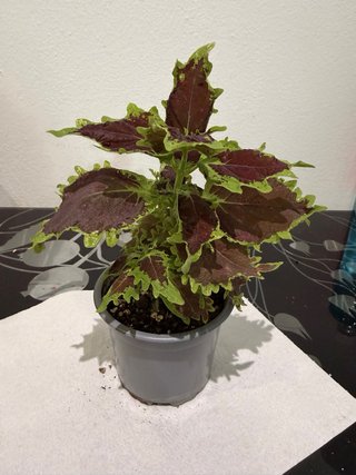 Intercambio de plantas | También venta