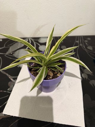 Intercambio de plantas | También venta