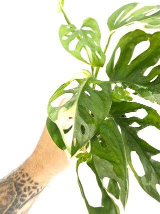 Monstera Adansonii Variegata