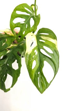 Monstera Adansonii Variegata