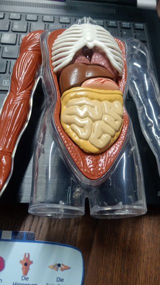Science Can Corpo Humano Interativo (Alemão)