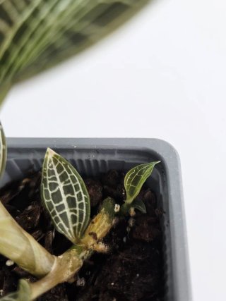 Goodyera Hispida (Jewel orchid)