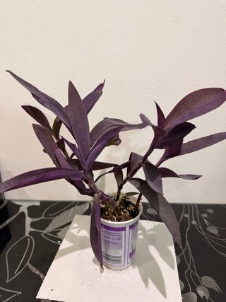 Intercambio de plantas | También venta