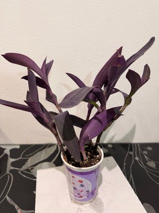 Intercambio de plantas | También venta