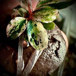BUCEPHALANDRA VARIEGATA