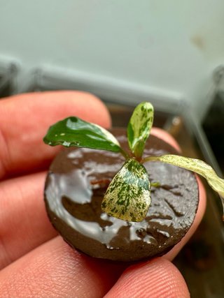 BUCEPHALANDRA VARIEGATA